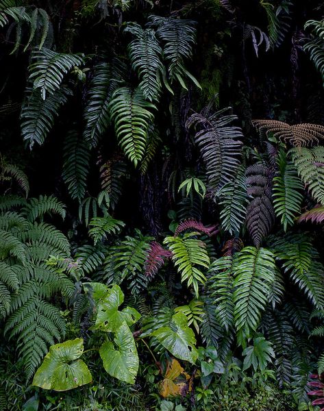 Peruvian Aesthetic, Cod Oc, Vbs Jungle, Snake Painting, Dark Jungle, Rainforest Plants, Amazon Forest, Tree Paintings, Painting References