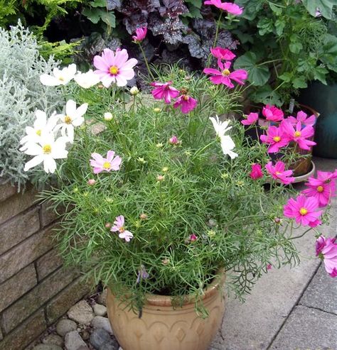 Nice. I wonder if they pinched these early on for a fuller shape. Cosmos Landscaping, Cosmos In Pots, Small Flower Gardens, Grow From Seed, Country Cottage Garden, Garden Companion Planting, Garden Picture, Seaside Garden, Prairie Garden