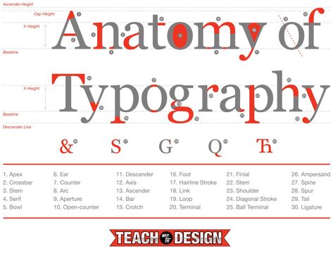 Typeface Anatomy, Typography Anatomy, Font Anatomy, Anatomy Of Type, Letter Anatomy, Anatomy Of Typography, Typography Terms, Type Anatomy, Typeface Poster