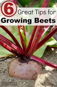 Beets Growing, Grow Beets, Growing Ginger Indoors, Growing Beets, Organic Vegetable Garden, Garden Veggies, Veg Garden, Home Vegetable Garden, Organic Gardening Tips