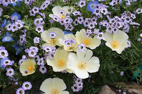 Annie's Annuals and Perennials - Retail and Online Nursery, Buy Plants and Flowers Eschscholzia Californica, Spring Perennials, California Flowers, California Wildflowers, Habitat Garden, Planting Pots, California Native Plants, Weird Plants, Herbaceous Border