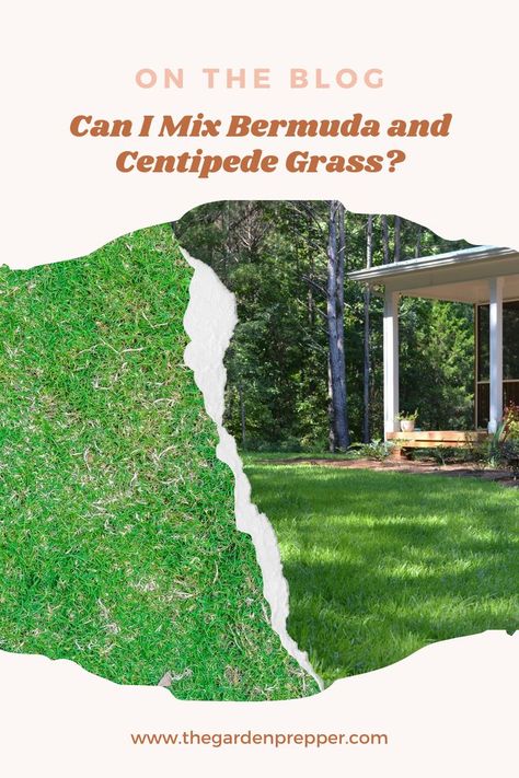 Can I mix Bermuda and centipede grass Centipede Grass Lawn, Different Types Of Grass, Centipede Grass, Bermuda Grass, Types Of Grass, Grass Type, Grass Seed, Being Good, Green Garden