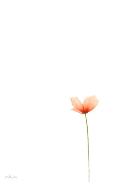 Plants Wallpaper Iphone, Dynamic Wallpaper Iphone, Xs Max Wallpaper, 2018 Wallpaper, Dynamic Wallpaper, Plant Wallpaper, 背景 シンプル, Minimalist Wallpaper, Single Flower