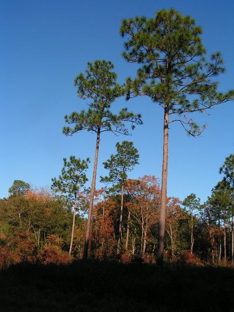 "Here's to the land of the long leaf pine..." Definitely going to be a tattoo at some point. States Song, Pine Logo, Willow Ptarmigan, Long Leaf Pine, Florida Trees, Longleaf Pine, Cactus Wren, Florida Landscape, Cactus Blossoms