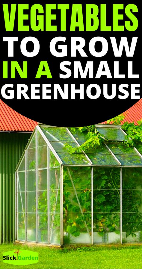 What To Grow In Greenhouse In Summer, Small Greenhouse Set Up, Small Greenhouse Set Up Inside, Small Greenhouse Diy, Small Greenhouse Interiors, Inside Greenhouse Ideas, Mini Greenhouse Ideas, Garden Necessities, Small Garden Greenhouse