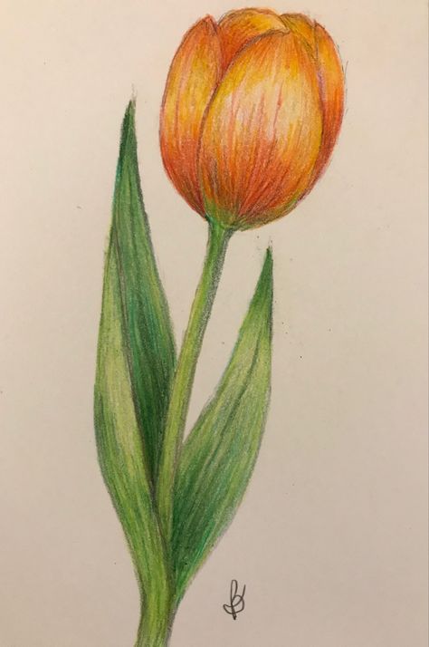 Drawing Ideas Tulip, Tulip Drawing Colored Pencil, Tulips Pencil Drawing, Simple Flower Drawing Colour, Orange Tulips Drawing, Flower With Pencil Colours, Tulips Color Pencil, Simple Drawings With Color, Fruit Colour Pencil Drawing