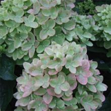 10 Great Shrubs To Use In Your Landscape! | Proven Winners Little Lime Hydrangea, Hardy Hydrangea, Hydrangea Varieties, Wholesale Plants, Panicle Hydrangea, Limelight Hydrangea, Flower Pot Design, Hydrangea Paniculata, Green Hydrangea