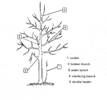 PRUNE NEGLECTED, OVERGROWN FRUIT TREES DURING WINTER Fig Uk Airport, Apple Tree Care, Pruning Apple Trees, Pruning Fruit Trees, Growing Fruit Trees, Plantas Bonsai, Airport Parking, Tree Pruning, Garden Services