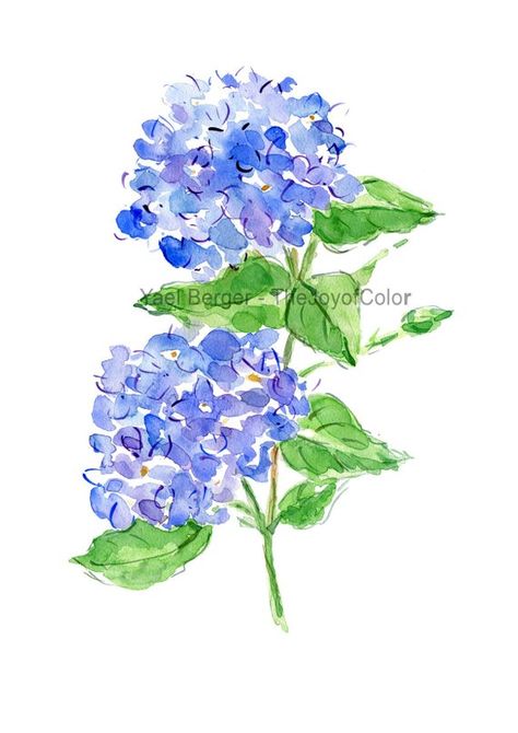 Hydrangea Easy Painting, Watercolor Art Hydrangea, Plant Painting Art, Blue Hydrangea Watercolor, Gouache Hydrangea, Hydrangea Digital Art, Hydrangeas Art, Blue Hydrangea Flowers, Watercolor Hydrangea