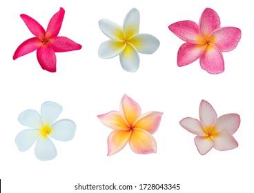 Collection Plumeria Isolated On White Background Stock Photo (Edit Now) 1733233871 Lei Flower, Frangipani Flower, Flower Lei, Background Nature, Hawaiian Lei, Flower Close Up, Nature Pattern, Pretty Tattoos, Patterns In Nature