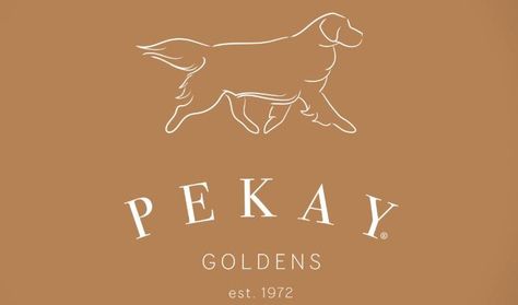 The Girls – Pekay Golden Retrievers Golden Retriever Logo Design, Golden Retriever Logo, Pet Shop Logo Design, Pet Shop Logo, Puppy Litter, Pet Branding, Stud Dog, Good Advertisements, Golden Dog