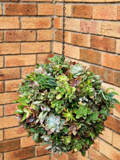 Succulent Arrangements Indoor Wall, Succulent Balls Hanging, Hanging Succulent Planter, Succulent Display Ideas, Succulent Hanging Basket, Patio 2023, Succulent Ball, Succulent Hanging Planter, Succulent Outdoor