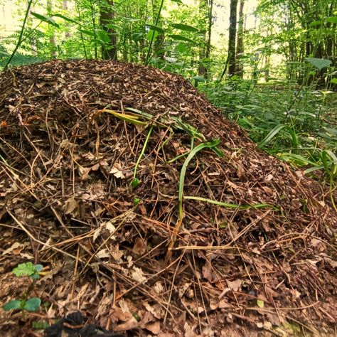 Wood Ants Nest in Abbots Wood by Andrew James Penniall Wood Ants, Big Ant, Ant Insect, Ants In House, Got Wood, Red Wood, Website Backgrounds, Print Advertising, East Sussex