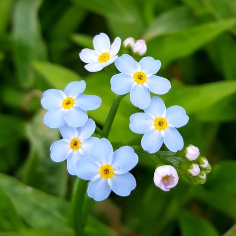 Coole Park Nature Reserve - Water Forgetmenot (Myosotis scorpioides) - this creeping runner was growing right beside the water of Coole turlough. It is also known as Scorpion Grass, due to the way the cluster of flowers unfold in the way a scorpion’s tail curls up | Facebook Scorpion Grasses, Nature Reserve, Scorpion, Beautiful Flowers, The Way, Plants, Water, Flowers, Quick Saves