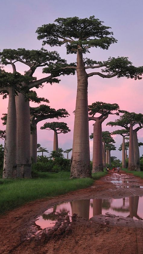 Baobab Trees- Madagascar Socotra, Baobab Tree, Unique Trees, Tall Trees, Dirt Road, Nature Tree, Tree Forest, Magical Places, Beautiful Tree