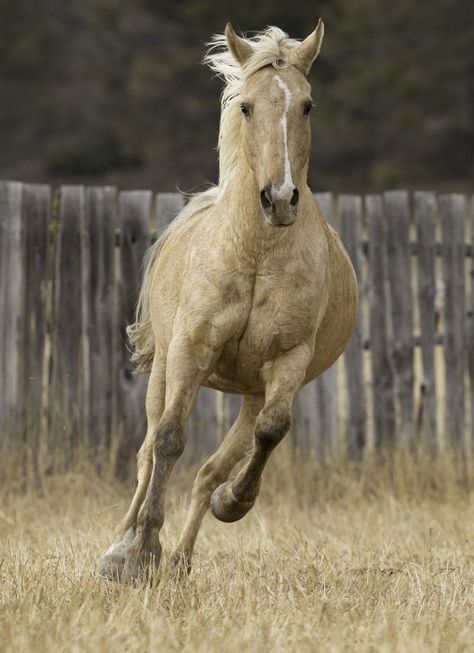 Palomino horse running towards the camera. Is it exciting or scary?? Dude Ranch Vacations, Horse Running, Palomino Horse, Dude Ranch, All About Horses, Draft Horses, Animal Photos, Appaloosa, American West