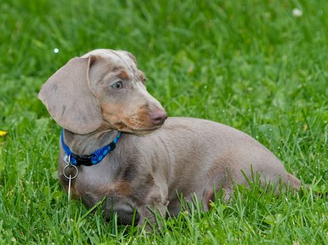 Color: Isabella (fawn) & Tan. Dachshunds Dog, Tan Dachshund, Dog Coat Pattern, Miniature Dachshund, Dog Coat, Dog Blog, Love Bugs, Dachshund Dog, Dog Coats