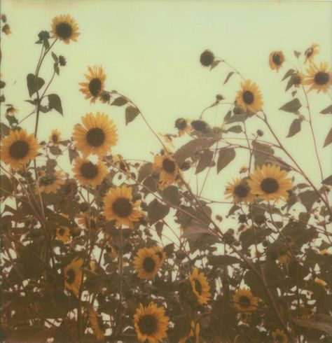 The Sky, Sunflower, Lost