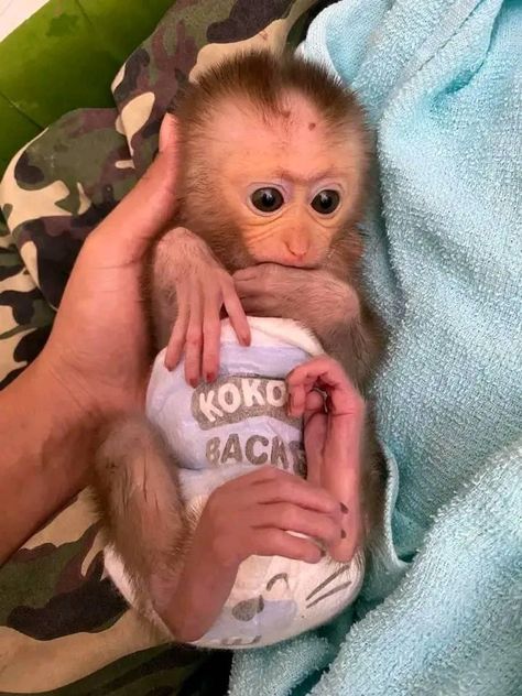 Baby Monkey For Sale, Capuchin Monkey Pet, Monkey Pet, Cute Monkey Pictures, Teacup Chihuahua Puppies, Dream Pet, Capuchin Monkey, Animals For Sale