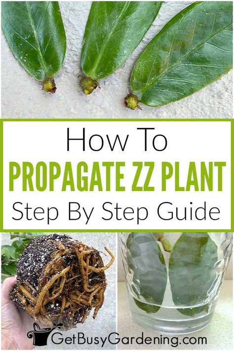 The Zamioculcas zamiifolia is such an easy plant to care for that it’s one home gardeners are often curious about propagating. Thankfully, with my ZZ plant propagation guide, it’s also easy to learn how to do it. In this article, discover several methods of propagating ZZ plants - by using water or soil to root stems cuttings or leaves, or by dividing a mature plant into several. It’s as easy as following the step by step instructions, and in a few months you will have new baby plants to enjoy. Zzz Plant, Zz Plant Propagation, Z Plant, Zz Plant Care, Zz Plants, Pruning Plants, Zamioculcas Zamiifolia, Increase Serotonin, Brownie Frosting