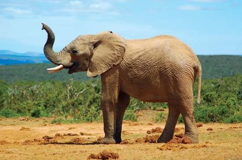 elephant | Description, Habitat, Scientific Names, Weight, & Facts | Britannica.com African Elephant Illustration, Elephant Habitat, African Forest Elephant, Elephant Facts, Elephant Photography, Elephant Artwork, Elephant Wallpaper, Elephant Images, Elephant Walk