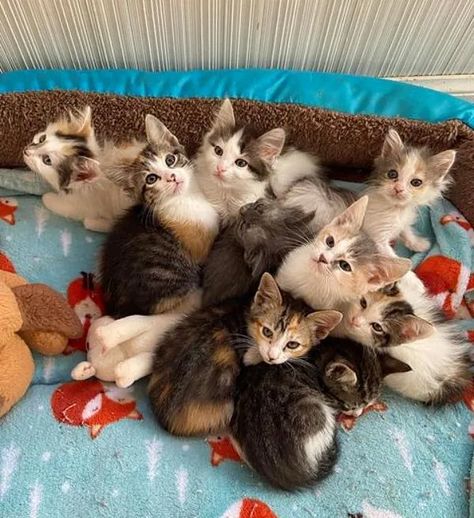 Kitten is Accepted by a Cat and Her Litter of Eight and It Changes Everything - Love Meow Grey Kitten Names, Sole Survivor, Kitten Names, Feral Cat, Grey Kitten, Foster Kittens, Lots Of Cats, Feral Cats, Baby Kittens