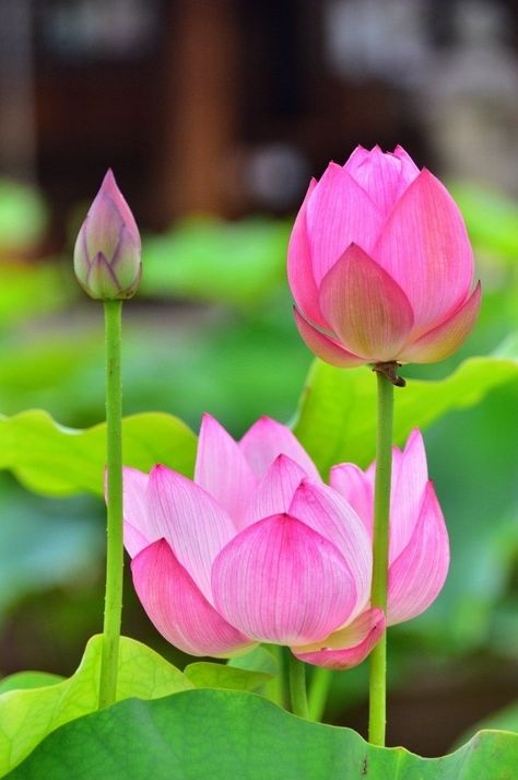 Embark on a unique botanical journey with our premium Nelumbo Nucifera seeds, also known as the sacred lotus. This botanical treasure will not only add a dose of serene beauty to your garden, but will also guide you through the captivating process of germination and care. Start your journey with Nelumbo Nucifera seeds and let timeless elegance bloom in your green corner! Product characteristics: Sublime Flowers: Lotus flowers stand out for their ethereal beauty and deep cultural symbolism. Exoti Flowers Lotus, Green Corner, The Lotus Flower, Flowers Stand, Nelumbo Nucifera, Sacred Lotus, Lotus Flowers, Organic Seeds, The Lotus