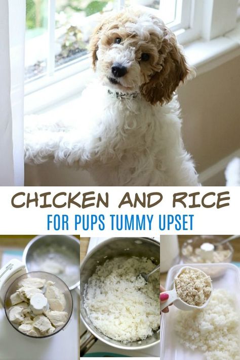 Dog Chicken And Rice, Chicken And Rice For Dogs How To Make, Dog Bland Diet Recipes, White Rice For Dogs, Bland Diet For Dogs With Upset Stomach, Chicken And Rice Recipes For Dogs, Dog Stomach Ache Remedies, How To Boil Chicken For Dogs, Bland Dog Food Recipe