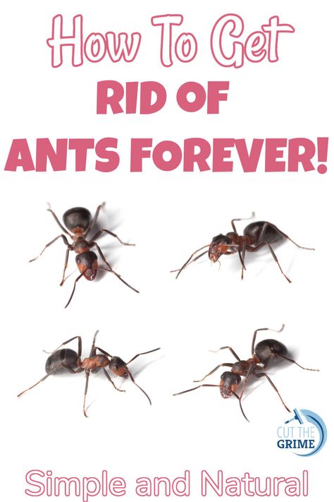 Remove Ants From House, Anti Ant Spray, Red Ant Killer Homemade, How To Get Rid Of Red Ants In The Yard, Ant Removal Indoors, Natural Ways To Get Rid Of Ants, Small Ants How To Get Rid Of, Keep Ants Out Of House, Red Ants How To Get Rid Of