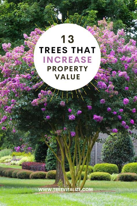 Elevate your home's appeal and market worth with our selection of 13 trees guaranteed to enhance any property. Enjoy the charm of the Southern Live Oak, a majestic provider of shade and sturdy beauty. Discover the Red Maple's stunning fall colors, and the elegant shapes of Japanese Maples. The Southern Magnolia adds a touch of grandeur with its large, fragrant flowers, while the Colorado Blue Spruce offers striking blue-green foliage. Brighten your landscape with the colorful blooms of Crape Myrtles and the unique presence of the Bismarck Palm. Japanese Maple Tree Landscape Ideas, Ann Magnolia Tree, Bloodgood Japanese Maple Landscaping, Japanese Trees Landscape, Crape Myrtle Tree Landscaping, Magnolia Tree Front Yard, Crape Myrtle Landscaping, Ornamental Trees Landscaping, Red Maple Tree Landscaping