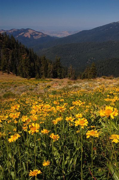 Wildflowers in Ashland, Oregon #ashland #oregon #pnw #wildflowers Ashley Aesthetic, Maine Aesthetic, Oregon Aesthetic, Pnw Travel, Oregon Summer, Oregon Mountains, Medford Oregon, Visit Oregon, Ashland Oregon