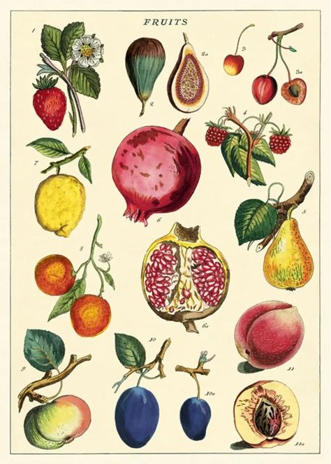 Desenhos Van Gogh, Paper Fruit, Botanisk Illustration, Fruits Images, Vintage Tea Towels, Illustration Botanique, Fruit Illustration, Scientific Illustration, Hanging Posters