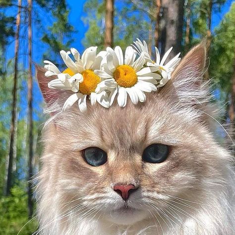 Cute Aesthetic Animals, Animales Aesthetic, Gatos Aesthetic, Cute Animal Pics, Cute Cat Pictures, Cats Pics, Fav Animal, Cat With Flowers, Animals Aesthetic