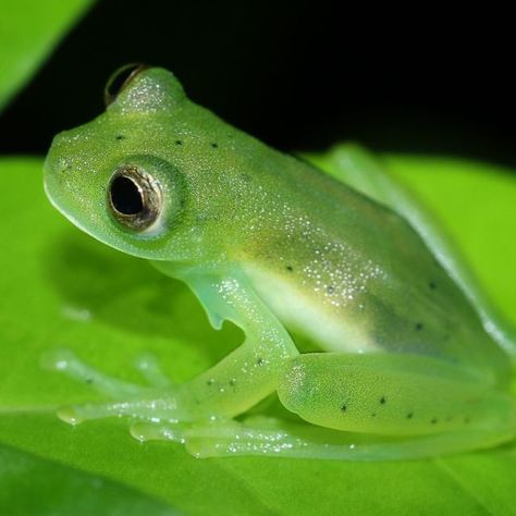 Origins Weekly| For Skeptics on Instagram: "Glass Frogs are a type of tree frog with 120 known species. They are native to tropical forests in South and Central America. 🐸 The most interesting characteristic about these guys are their translucent bellies and chests. An observer can see their heart pump blood into their arteries and food the frog ate for the day(SWIPE TO SEE)….. For the full article, click the link in the bio! Search, “Why Is The Glass Frog So Special” @originsweekly Visit di Glass Tree Frog, Glass Frogs Animal, Glass Catfish, Animal Fact File, Glass Frogs, Types Of Frogs, Frog Aesthetic, Invisible Creature, Frog Species