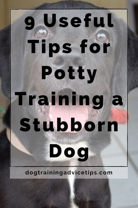 Basic Dog Training, Dog Behavior Problems, Dog Potty Training, Dog Potty, Potty Train, Potty Training Tips, Potty Training Puppy, Dog Training Advice, Dog Brain