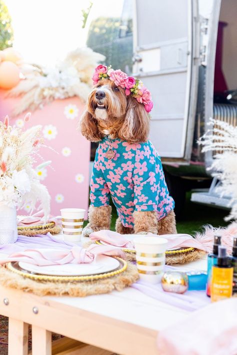 An adorable photo of a fluffy dog wearing a blue sweater with pink daisies all over it and the dog is wearing a flower crown! Groovy Dog Party, Dog Beach Party, Daisy Backdrop, Dog Picnic, Dog Bday, Lennon Glasses, Picnic Shoot, John Lennon Glasses, Dog Party Decorations