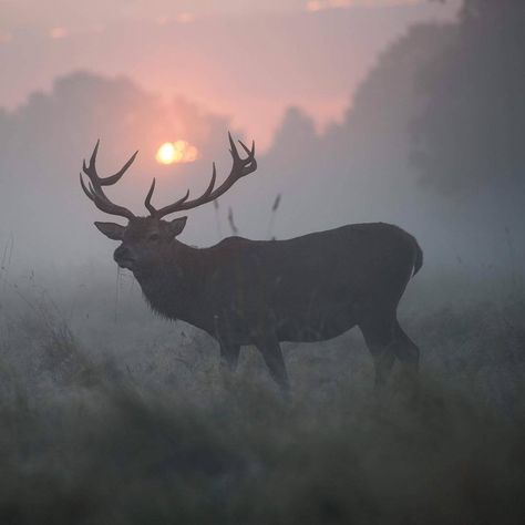 Cipher Aesthetic, Bill Cipher Aesthetic, Elk Photo, Gravity Falls Bill Cipher, Gravity Falls Bill, Bill Cipher, Pretty Animals, Whitetail Deer, The Fog