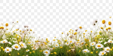 Flower Transparent Background, Png Nature, Grass Png, Grass Border, Border Transparent, Chamomile Plant, Landscape Architecture Graphics, Wedding Arches Outdoors, Buddha Art Drawing