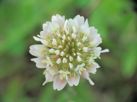 White Clover Uses, White Clover Benefits, White Clover Flower, Trifolium Repens, Clover Lawn, Flower Symbolism, Long Beach State, Medicinal Herbs Garden, White Clover