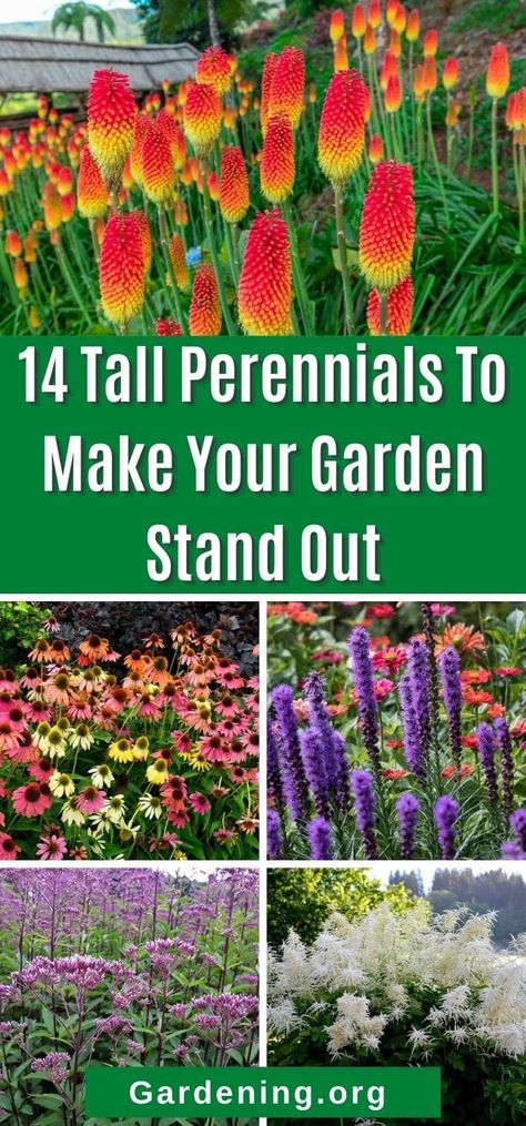 Add depth, texture, and interest to your perennial garden with these fourteen choice tall perennials. Take your perennial bed to new heights!