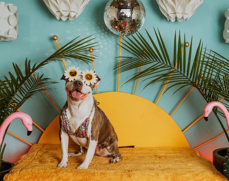 Pet Photobooth Ideas, Dog Photo Backdrop Ideas, Dog Photoshoot Backdrop, Pet Photo Backdrop Ideas, Dog Photobooth Ideas, Dog Grooming Photo Backdrop, Dog Photo Booth Ideas, Dog Photo Backdrop, Dog Photobooth