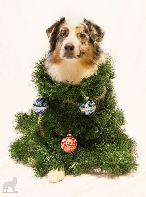 An attempt at a Studio 26 Holiday theme. A bit lame I'm afraid. I'll do a proper holiday shot when work and life calms down a bit. Card Reference, Aussie Dog, Reference Ideas, Aussie Shepherd, Mini Aussie, Studio Shots, Aussie Dogs, Australian Shepherd Dogs, Holiday Theme