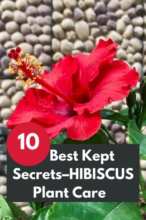 Indoor Hibiscus Plant Care, How To Care For Hibiscus Plants, Pruning Hibiscus Plants, When To Prune Hibiscus Plants, Hibiscus Tree Care, Hibiscus Plant Care, Hibiscus Fertilizer, Plant Leaves Turning Brown, Hibiscus Care