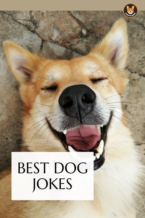 dog jokes Funny Dog Captions Hilarious, Dog Jokes Hilarious, Dog Humor Hilarious, Funny Cheesy Jokes, Pet Jokes, Dog Dad Quotes, Puppy Jokes, Funny Dog Sayings, Funny Dog Jokes