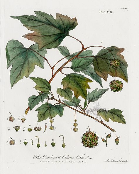 The Occidental Plane Tree from John Evelyn Sylva, Discourse of Forest Trees 1786 Oak Tree Drawings, London Plane Tree, Tree Prints, Plane Tree, Vintage Botanical Prints, Plant Identification, Forest Trees, Plant Drawing, Tree Illustration