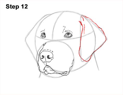 Draw Labrador, Draw A Labrador, Labrador Drawing, Dog Face Drawing, Dogs Watercolor, Rottweiler Tattoo, Dog Drawing Tutorial, Draw Animals, Dog Sketch