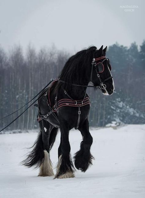 Cai Sălbatici, Rasy Koni, Shire Horse, Clydesdale Horses, Big Horses, Black Stallion, Horse Aesthetic, Most Beautiful Horses, Work Horses