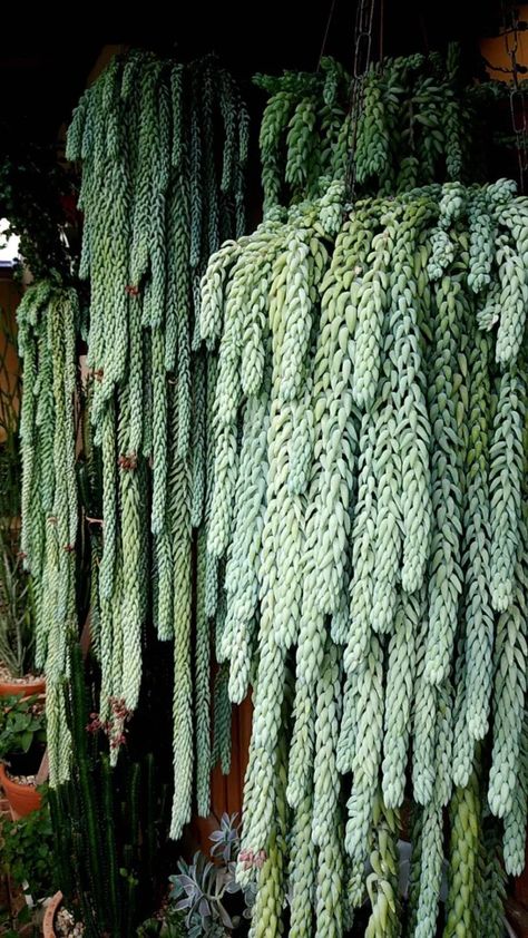 Grow a Lush Burro’s Tail: Care Tips & Tricks Burrows Tail Plant Care, Horse Tail Plant, Burrows Tail, Burros Tail Succulent, Donkey Tail Succulent, Monkey Tail Cactus, Mini Homestead, Burros Tail, Exotic House Plants