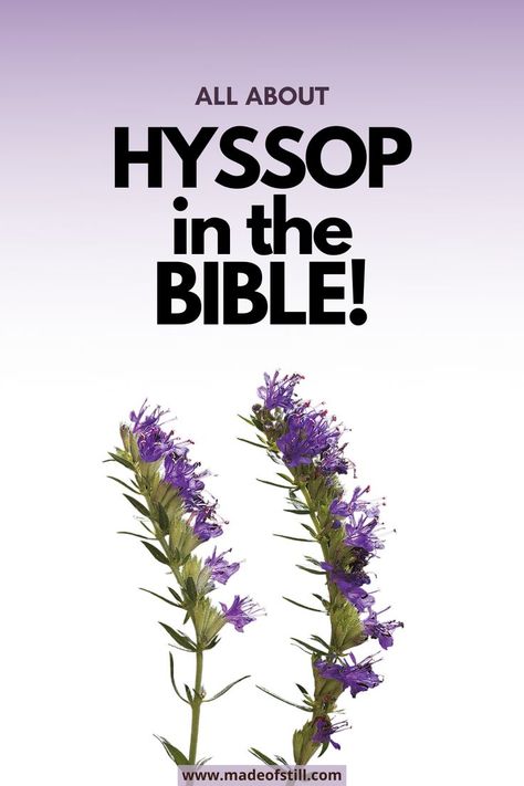 Hyssop bible study, Hyssop in the Bible Hyssop Drawing, Hyssop Tattoo, Flowers In The Bible, Bible Plants, Hyssop Plant, Biblical Garden, Marian Garden, Bible Garden, Earth Medicine