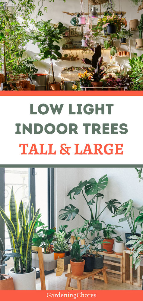 10 Gorgeous Low-Light Indoor Trees That Defy the Odds in Dimly Lit Rooms House Trees Indoor Low Light, Indoor Low Light Tree, Best Trees For Indoors, Large Indoor Trees Low Light, Indoor Tree With Lights, Low Light Trees Indoor, Best Indoor Trees For Low Light, Low Light Garden, Indoor Trees Low Light